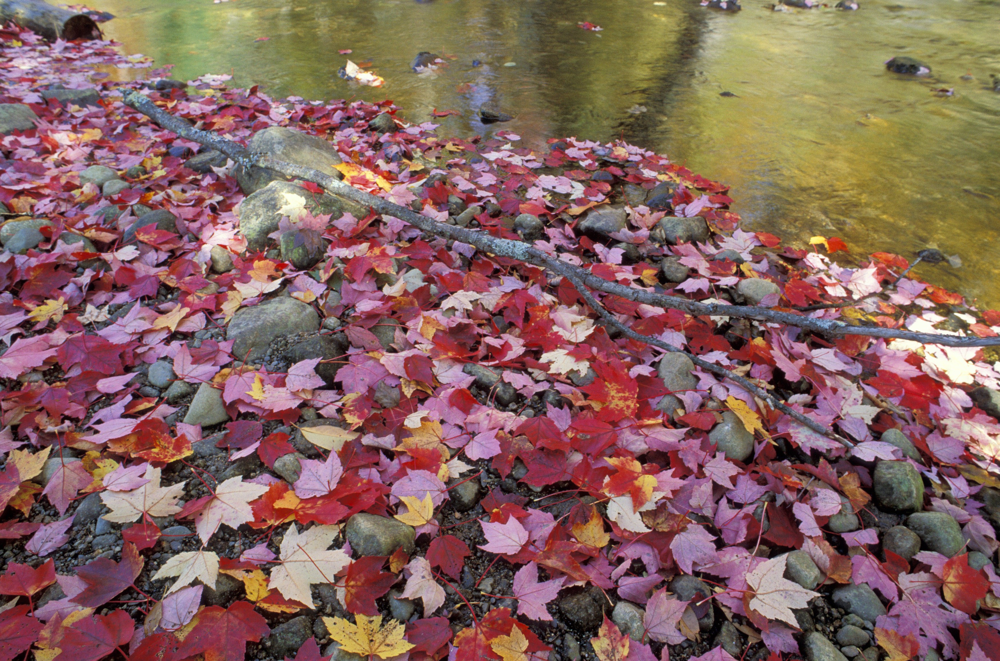 The Ultimate guide to Fall Colors